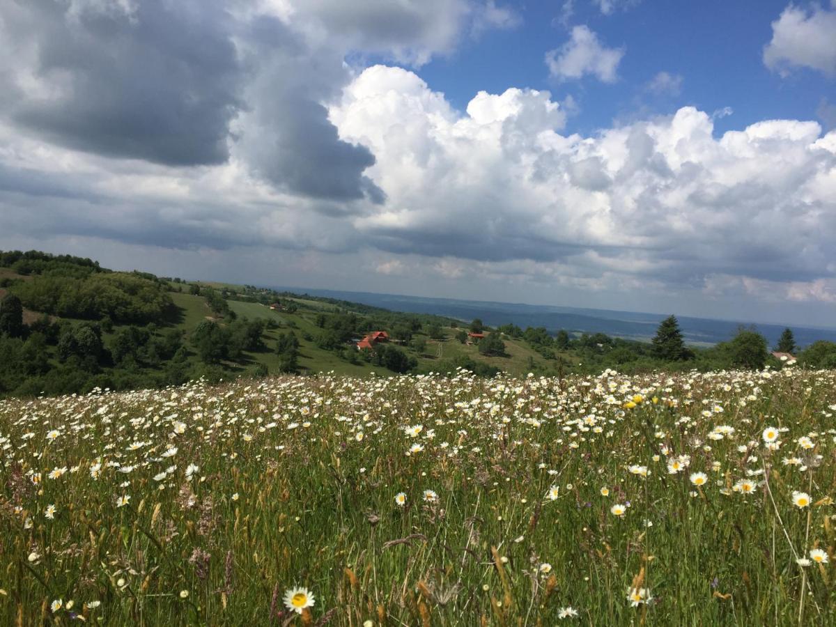 Bed and Breakfast Rose Hip Hill Farm Valea Tirnei Esterno foto