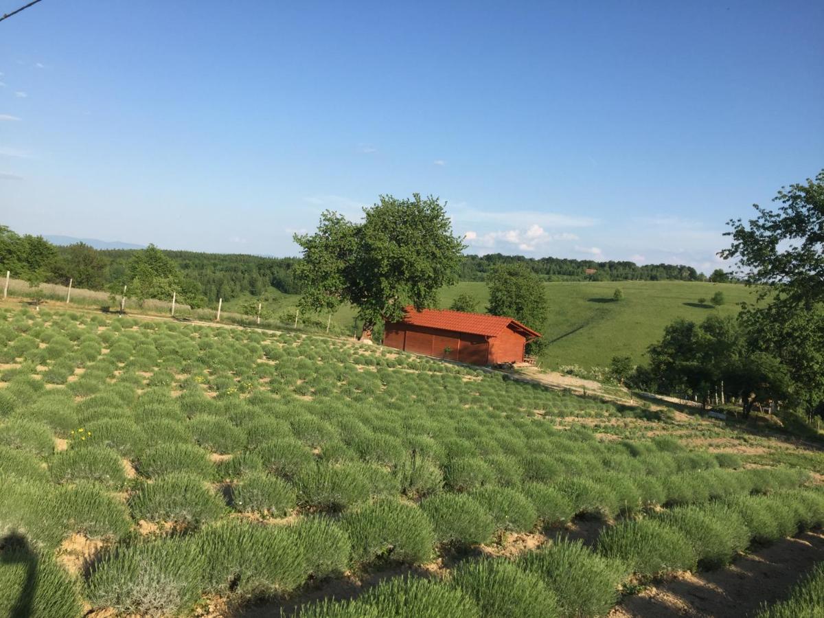 Bed and Breakfast Rose Hip Hill Farm Valea Tirnei Esterno foto