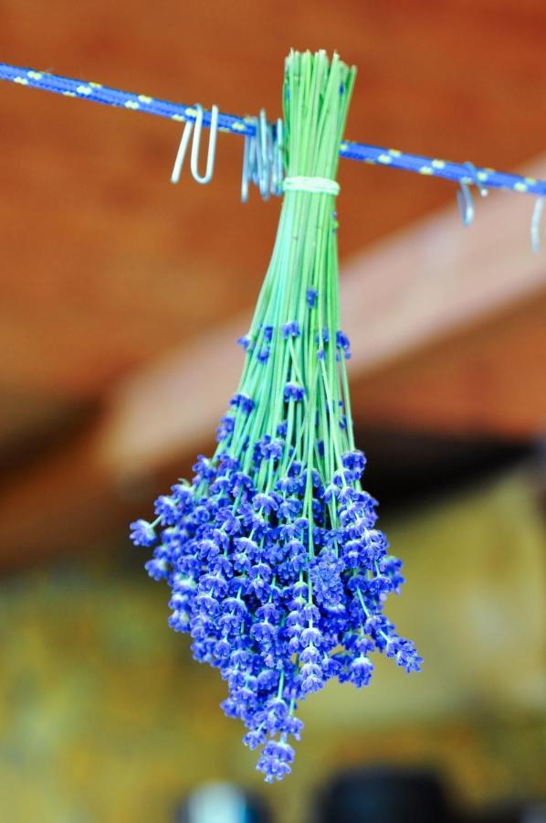 Bed and Breakfast Rose Hip Hill Farm Valea Tirnei Esterno foto