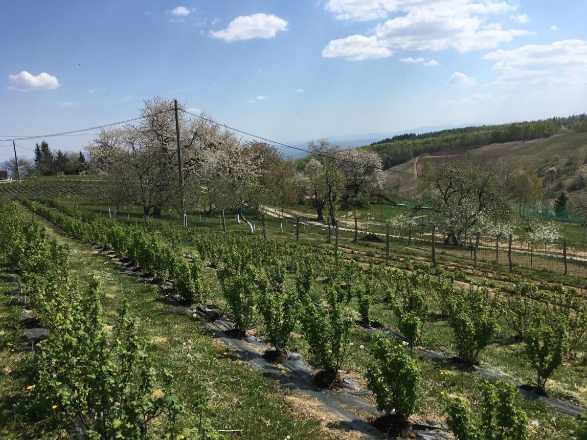 Bed and Breakfast Rose Hip Hill Farm Valea Tirnei Esterno foto
